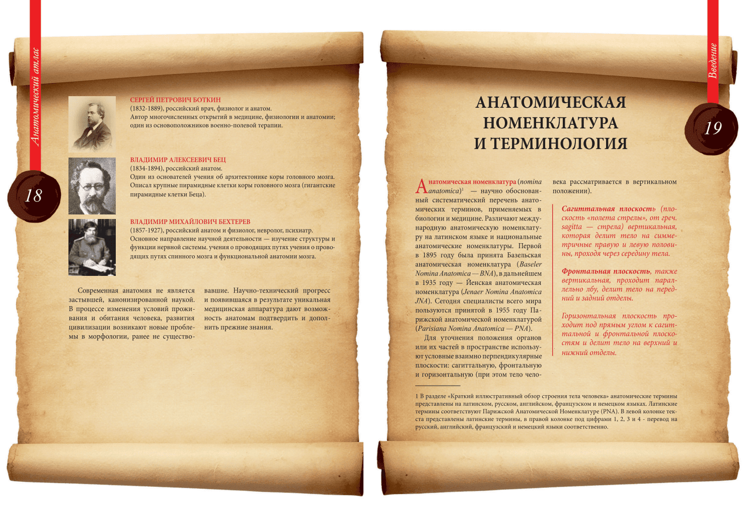 Анатомическая терминология